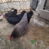 مرغ