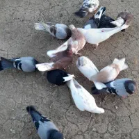 کبوتر