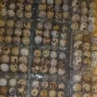 فروش تخم بلدرچین و جوجه یه روزه بلدرچین