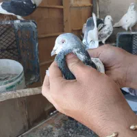 کفتر|پرنده|شهریار, اصیل آباد|دیوار