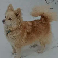سگ.