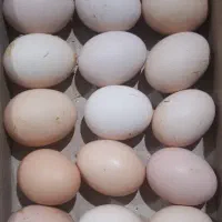 تخم مرغ نطفه دار گلپایگانی تازه