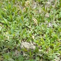 آویشن کوهی