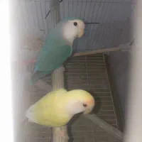 طوطی برزیلی