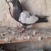 کبوتر|پرنده|اردبیل, |دیوار