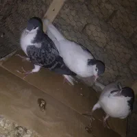 جوجه کبوتر