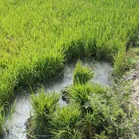 نهال چلتوک