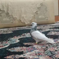 طوقی|حیوانات|شوشتر, |دیوار