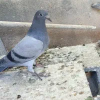 کبوترجوجه پلاکی