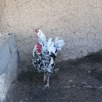 ۲تا خروس گلین ۲تا مرغ لاری