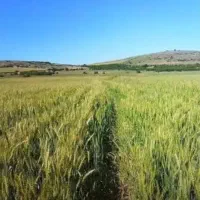 اجاره-20-هکتار-زمین-کشاورزی-آبی