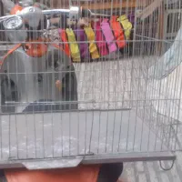 قفس پرنده