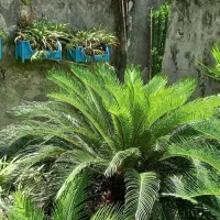 گل،سیکاس