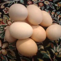 تخم‌مرغ نطفه‌دار نژاد آیسبار
