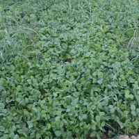زمین پاریو(چلتیک‌) حاصلخیز