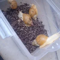 پرورش حلزون