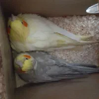 جفت عروس هلندی با تخم