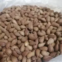 بادام کوهی