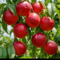 حراج انواع میوه پیوندی و صنوبر نگرا ،پالونیا ،کبود