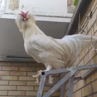 خروس لهستانی