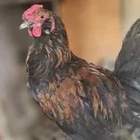 خروس گلین ۶ ماهه