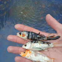 پرورش وپخش انواع ماهی کوی مناسب آکواریم برکه حوض و