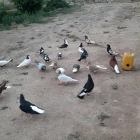 کبوتر|پرنده|خوشاب, |دیوار