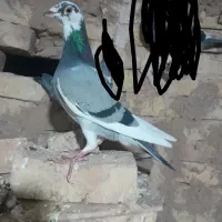 کفتر ابلق