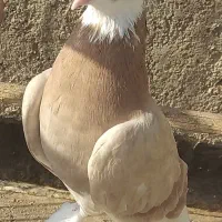 کبوتر