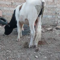 گوساله نر