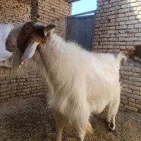 گوسفند نر