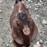گوسفندنر جوان