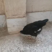 یک عدد خروس استرالورپ و یک عدد مرغ