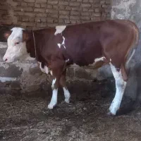 گوساله‌یک‌ساله