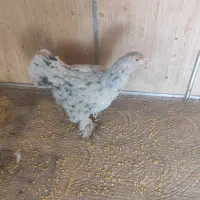 مرغ برهما اصیل