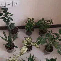 ۹ عدد گل فقط تا امروز