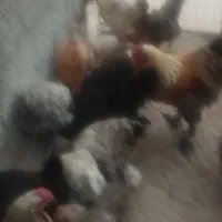 مرغ خروس