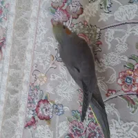 ۲ تا جوجه عروس