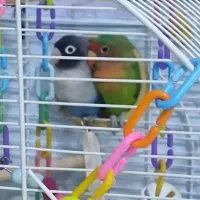 همایت همه نو پرنده نگه داری میکنیم