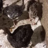 بغلمون 40 روزه