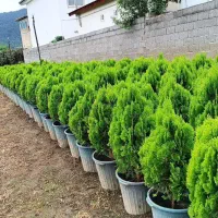 اجرای طراحی فضای سبز کاشت گل باغبانی فروش گل