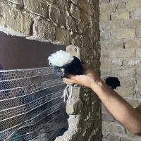 جوجه نیمچه لهستانی
