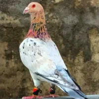 کبوتر کوهی دورگ هفت رنگ