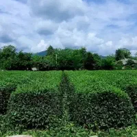 نماییندگی لاهیجانـ خوش مزه