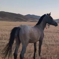 ۳۳۳۳|اسب و تجهیزات اسبسواری|خنداب, |دیوار
