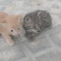 سه عددگربه خانگی 500
