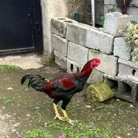 خروس لاری