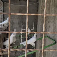 فروش یاهو سفید