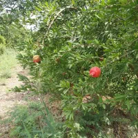سلام سر کارگر هستم با ۷۰ کارگر جهت همکاری