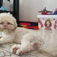 سگ نر